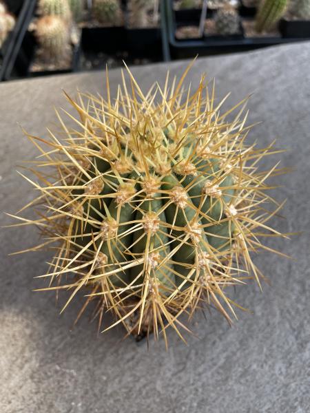 Denmoza rhodacantha var. diamantina